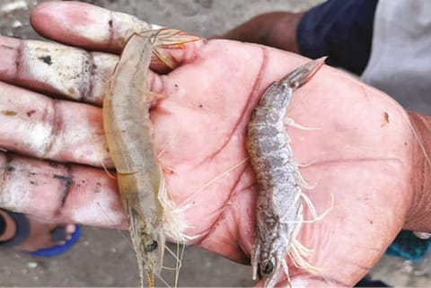 Prawns from Ennore backwaters