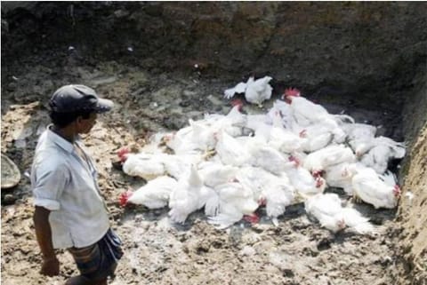 Bird flu reported in Kerala
