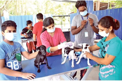 Puppies being vaccinated for parvovirus at a special camp at Besant Nagar in Chennai on Saturday