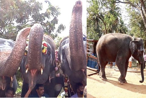 Temple elephants bid adieu to the 48-day annual camp in Thekkampatti near Coimbatore
