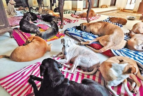 A dog shelter
