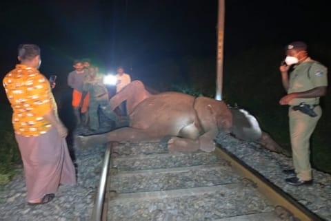 Female Elephant with its two calves knocked down by Chennai-Mangalore Express