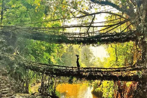 Single living roots bridge next to the falls in Mawlynnong