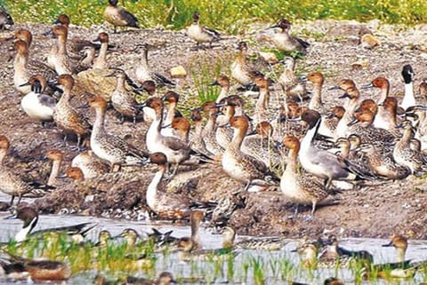 Declare Pallikaranai marsh as Ramsar site: Madras HC