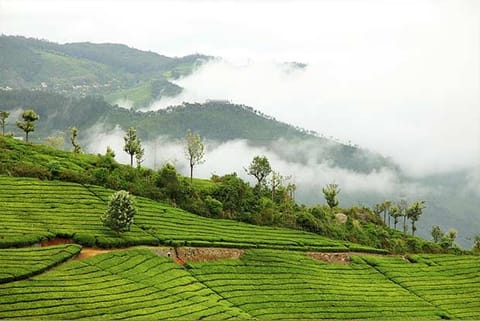 Tourists will be allowed entry only from 10 am to 3 pm in all spots in the Nilgiris