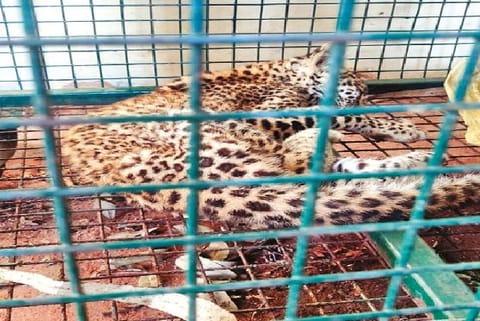 The leopard cub in Erode on Wednesday