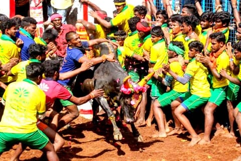Avaniyapuram Jallikattu festival in Madurai on Friday