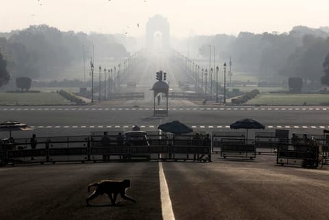 A monkey crosses the road near India's Presidential Palace (Credit: Reuters)