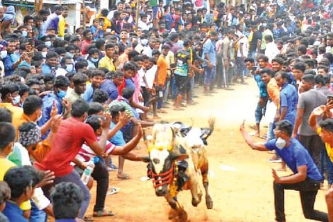 The massive crowd along the course of bull run venue at Panamadangi on Saturday.