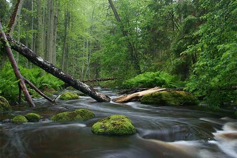 Mind, Body and Soul: Nature is the true source of happiness