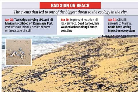 The oil residue on the Marina coastline. (inset) Dead fish that washed ashore