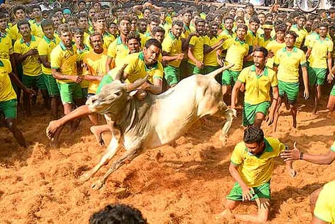 Representative Image of Jallikattu