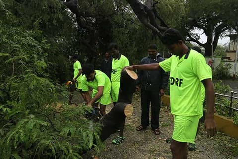Lakhs of trees fell across Chennai and other districts due to Cyclone Vardah in December last