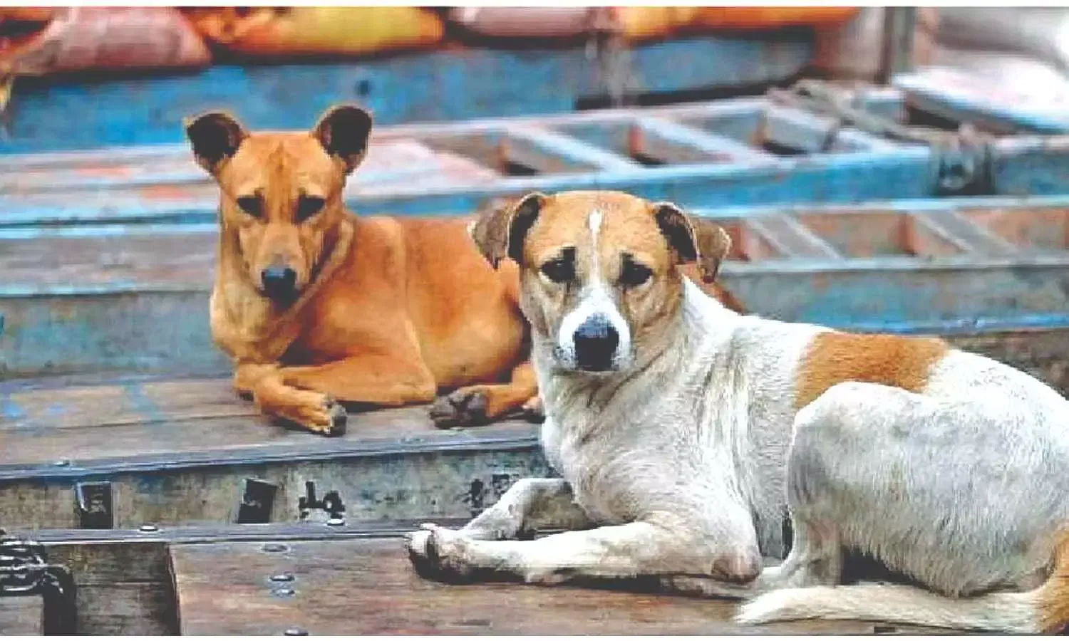 Chennai: Animal activists write to DGP to prevent harassment meted out ...
