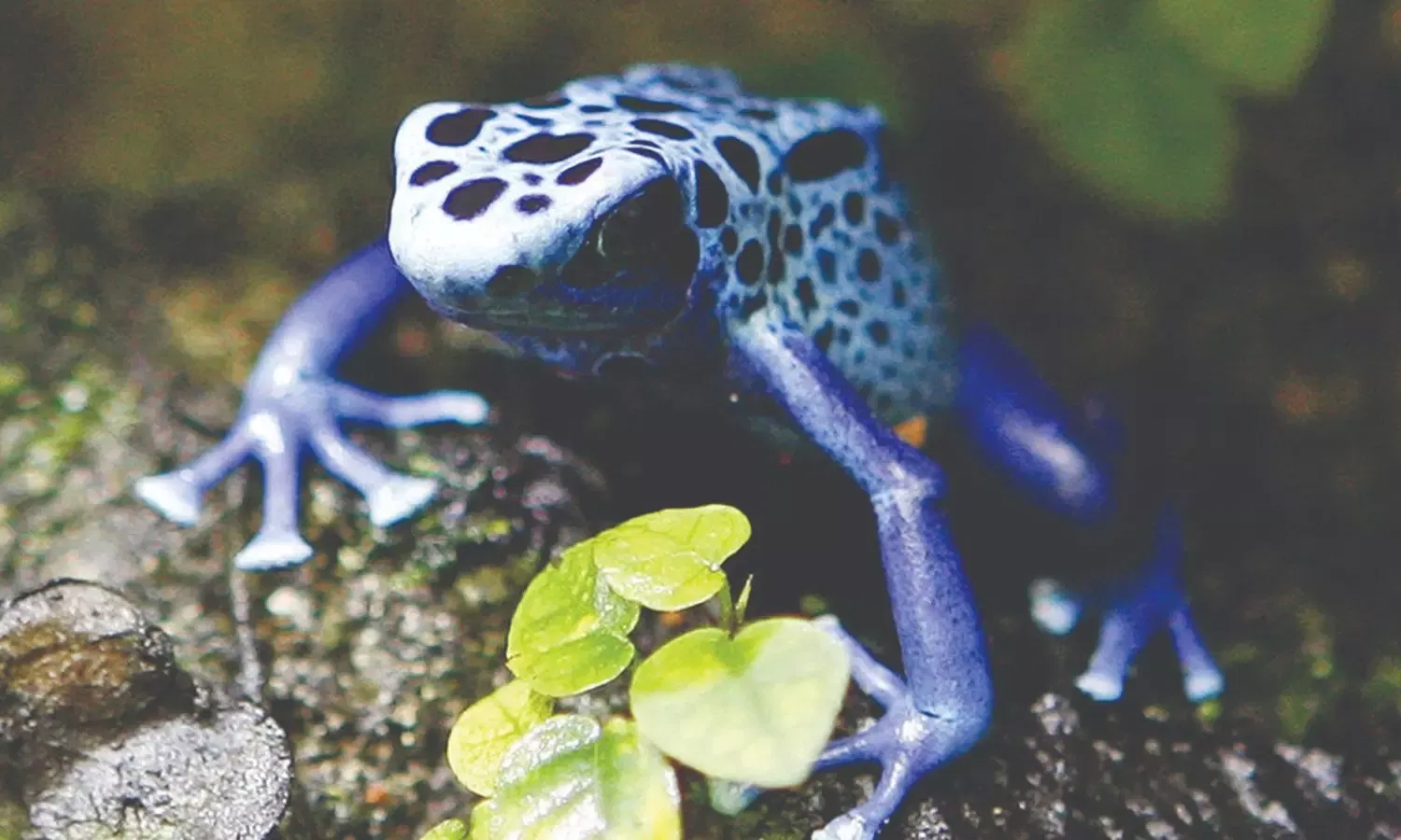 Poison frogs’ strange behaviour confounds scientists