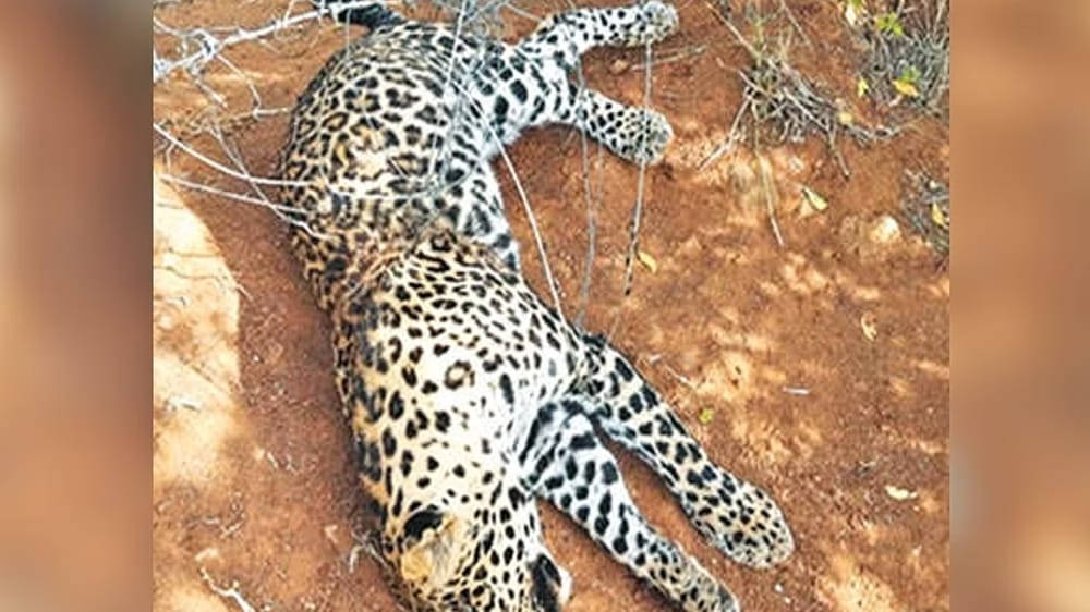 Leopard found dead with bullet injuries in Punjab, 2nd case in week