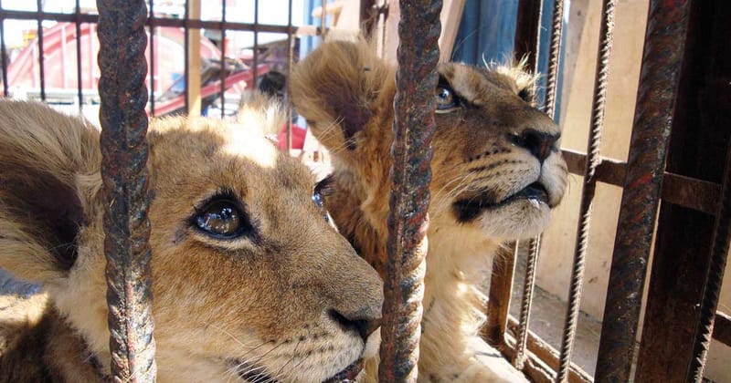Egyptian TV host injured after lion cub attack during studio filming