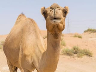 Saudi Arabia to issue passports for millions of camels