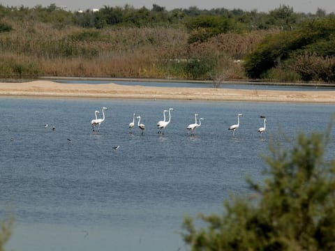 Expansion of EAD project aims to improve ecosystem tracking and sustainability planning. [Illustrative image]