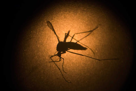 Numbers are still far below the deadly outbreak of 2023, when more than 1,700 people died across the South Asian nation, and more than 200,000 were infected.