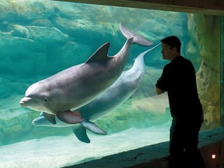 More SeaWorld Abu Dhabi-style parks to open, CEO confirms