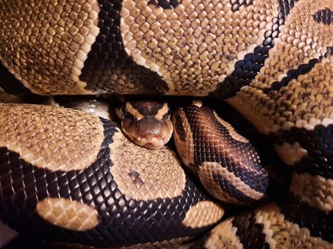 Forest officials and snake-rescue volunteers waited patiently before safely capturing the reptile. For illustrative purposes only.