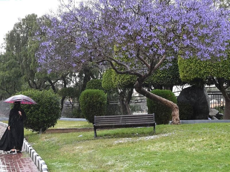 jacaranda 