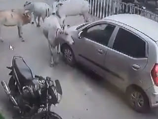 Watch: Herd of cows blocks car, rescues calf dragged for 200m in India