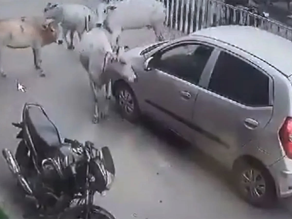 The heartwarming video has sparked widespread praise on social media.