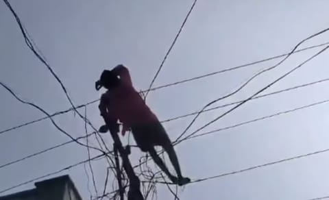 The incident occurred in M Singipuram village in Palakonda Mandal on Tuesday, December 31.