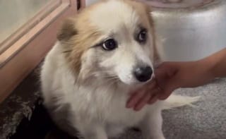 Abandoned pet dog seeks new home after owner's death in Jeju Air crash