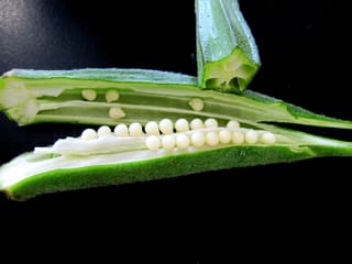 Okra miracle: The green pod that helps fight diabetes, cardiovascular ailments, and digestive disorders