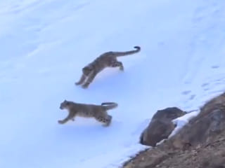 Watch: Majestic snow leopards spotted frolicking in Ladakh, India