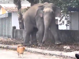 Viral video: Stray dog dares elephant on a quiet road, makes dramatic escape