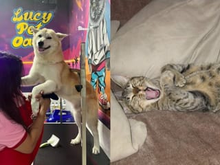 How abandoned pets in the UAE found love again: Residents share tips on rehoming and trust-building  