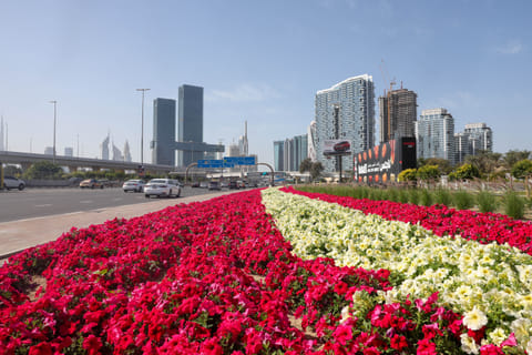 Flowers are in full bloom across Dubai. The perfect winter weather and vivid colours are complementing the beauty of many landmarks. 