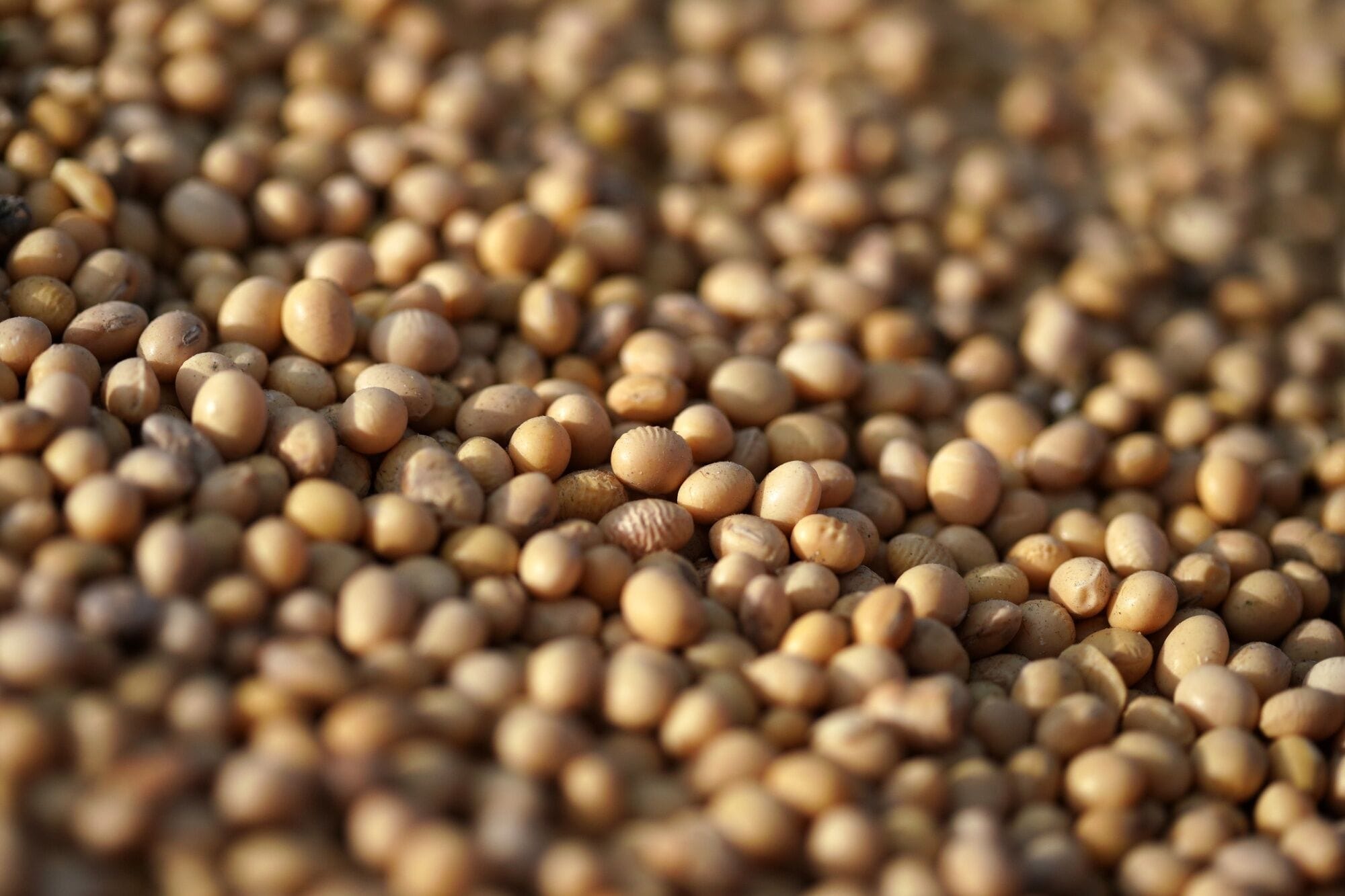 The ghee was found to be adulterated with soybean oil and interesterified vegetable fat. Illustrative image.