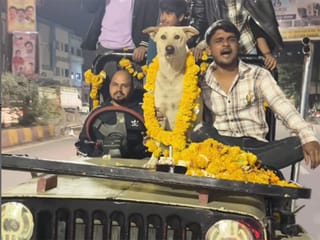 Ludo Bhai’s grand birthday: Stray dog gets a celebration fit for a king!