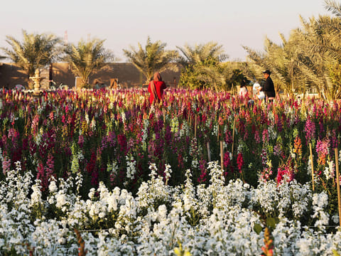 The Flower Farm in Abu Dhabi is the city’s newest floral haven, offering a breathtaking escape for nature lovers, photography enthusiasts, and anyone searching for a tranquil retreat. 