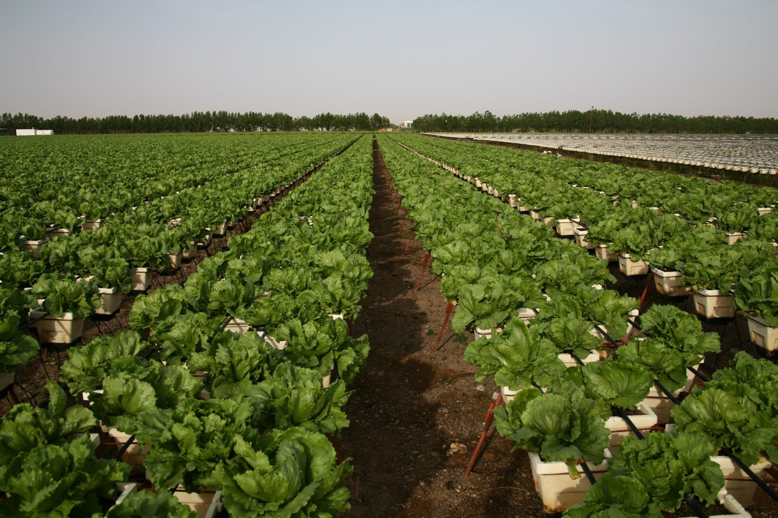 A Mirak farm in Al Ain, UAE.