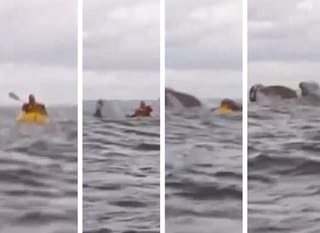 Video: The moment a humpback whale gulps man in Chile, spits him out
