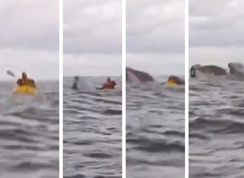 Adrian Simancas was paddling off the Patagonian city of Punta Arenas on Saturday when the giant baleen surged out of the water swallowing him and his yellow kayak whole. 