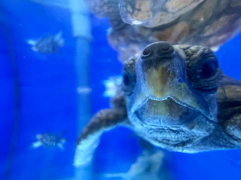 The baby loggerhead turtle ‘caretta caretta’