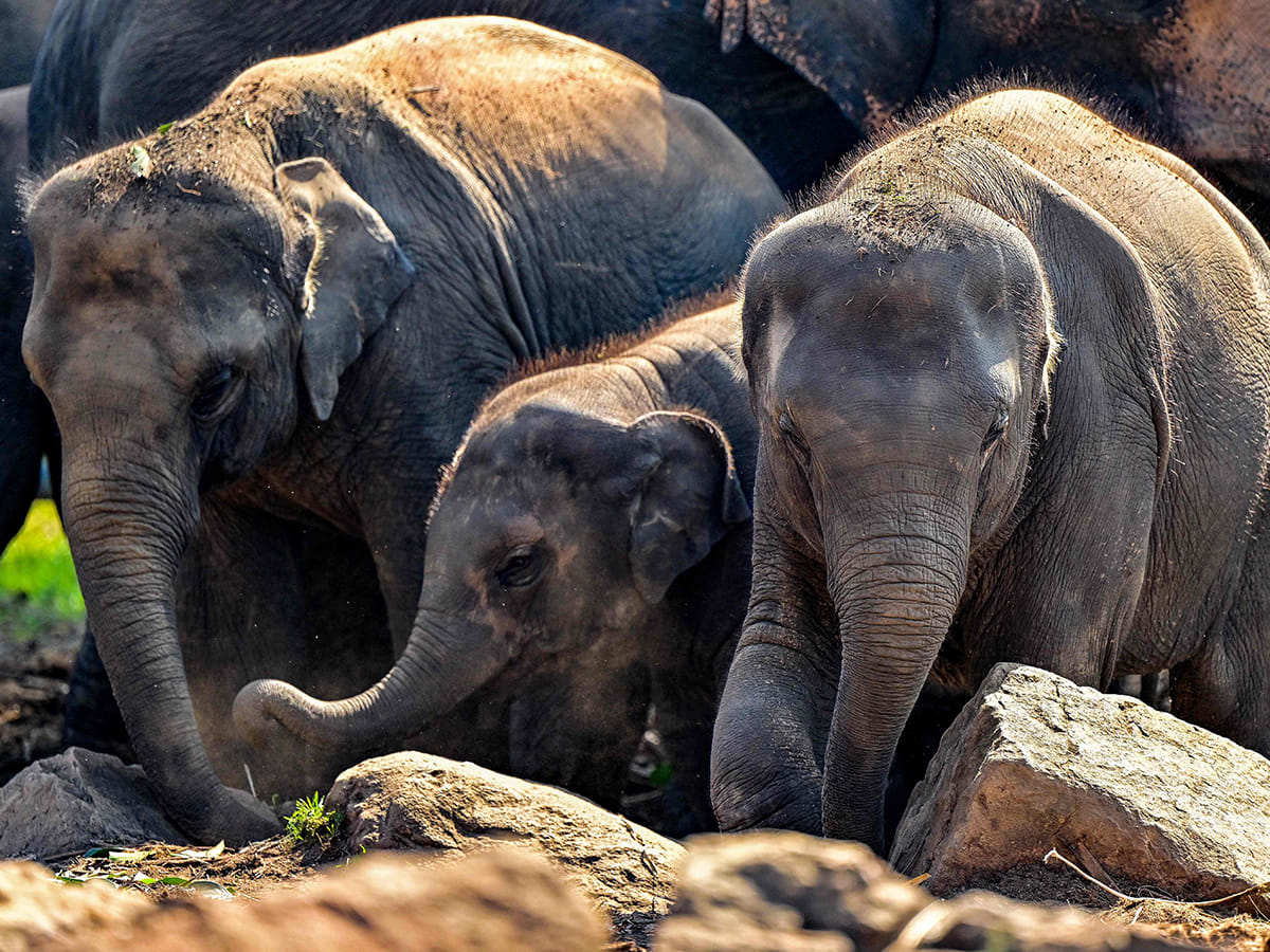 Elephants stroll across the Pinnawala Elephant Orphanage in Pinnawala on February 16, 2025. 