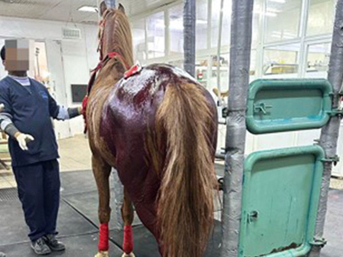 The animal was stabbed several times during the attack that happened at a horse track while the assailant managed to flee the scene.