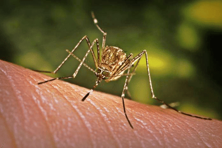 This initiative aims to implement a comprehensive, long-term study covering all regions to better understand and address the spread of the disease in the country.