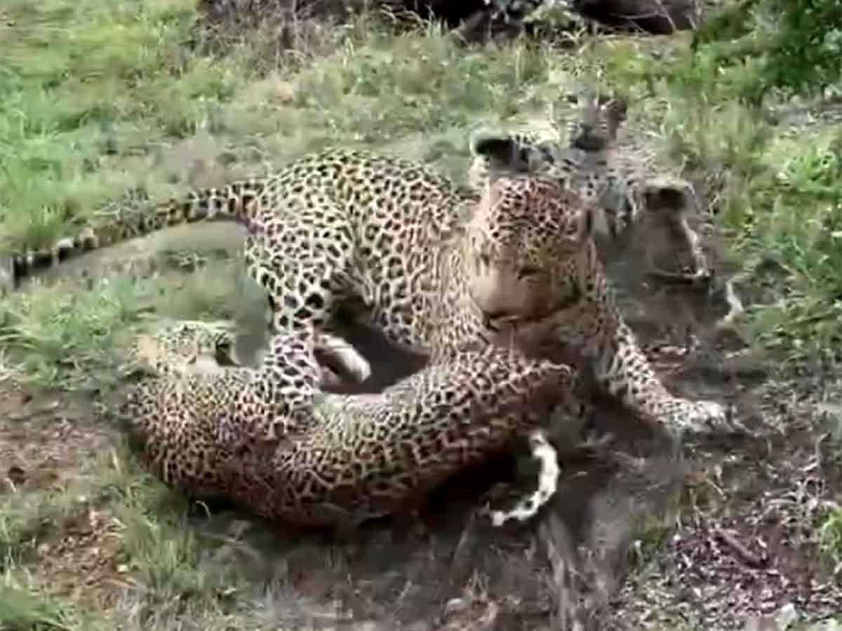 The male leopard’s intervention, both dramatic and unexpected, left viewers both intrigued and amused.