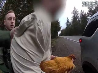 Video: Man arrested after stealing ex-girlfriend’s pet chicken in bizarre break-in