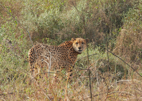A male cheetah in Kuno National Park.