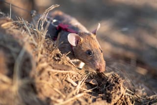 Video: Rat sets world record for sniffing out 109 landmines in Cambodia